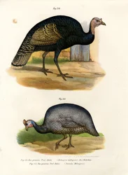 Francolin européen, 1864